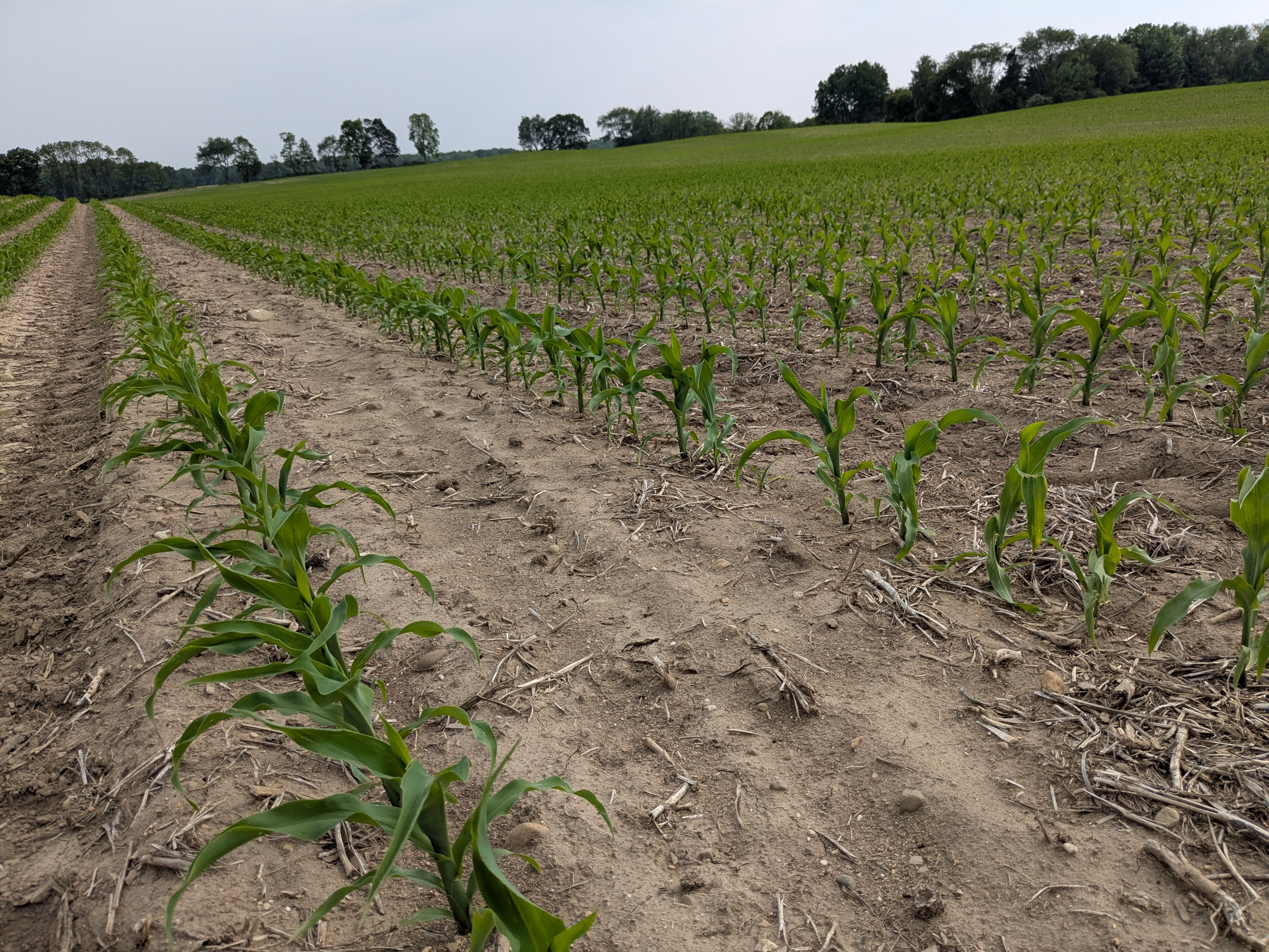 V4 corn field.jpg